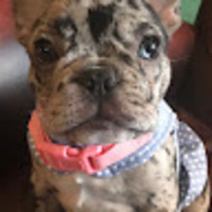 Meet your Posher, Classakennel